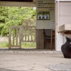 2022-05-15 17;20 高滝駅 黒猫<br>成田を起点に千葉県君津のいちご園や高滝湖を巡る