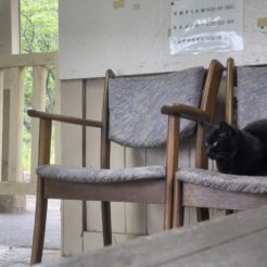 2022-05-15 17;22 高滝駅 待合室の椅子に座る黒猫<br>成田を起点に千葉県君津のいちご園や高滝湖を巡る