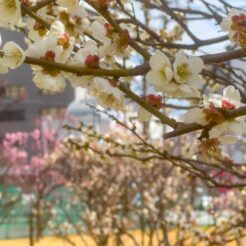 2023-03-01 10;54 梅屋敷 梅屋敷公園 梅<br>梅屋敷の公園