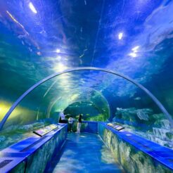 2023-03-29 14;59 大森海岸 しながわ水族館 水槽<br>しながわ水族館と大井町