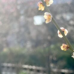 2023-03-08 15;20 梅屋敷 梅屋敷公園 白梅<br>梅屋敷の公園