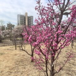 2023-03-01 10;43 梅屋敷 梅屋敷公園 梅<br>梅屋敷の公園