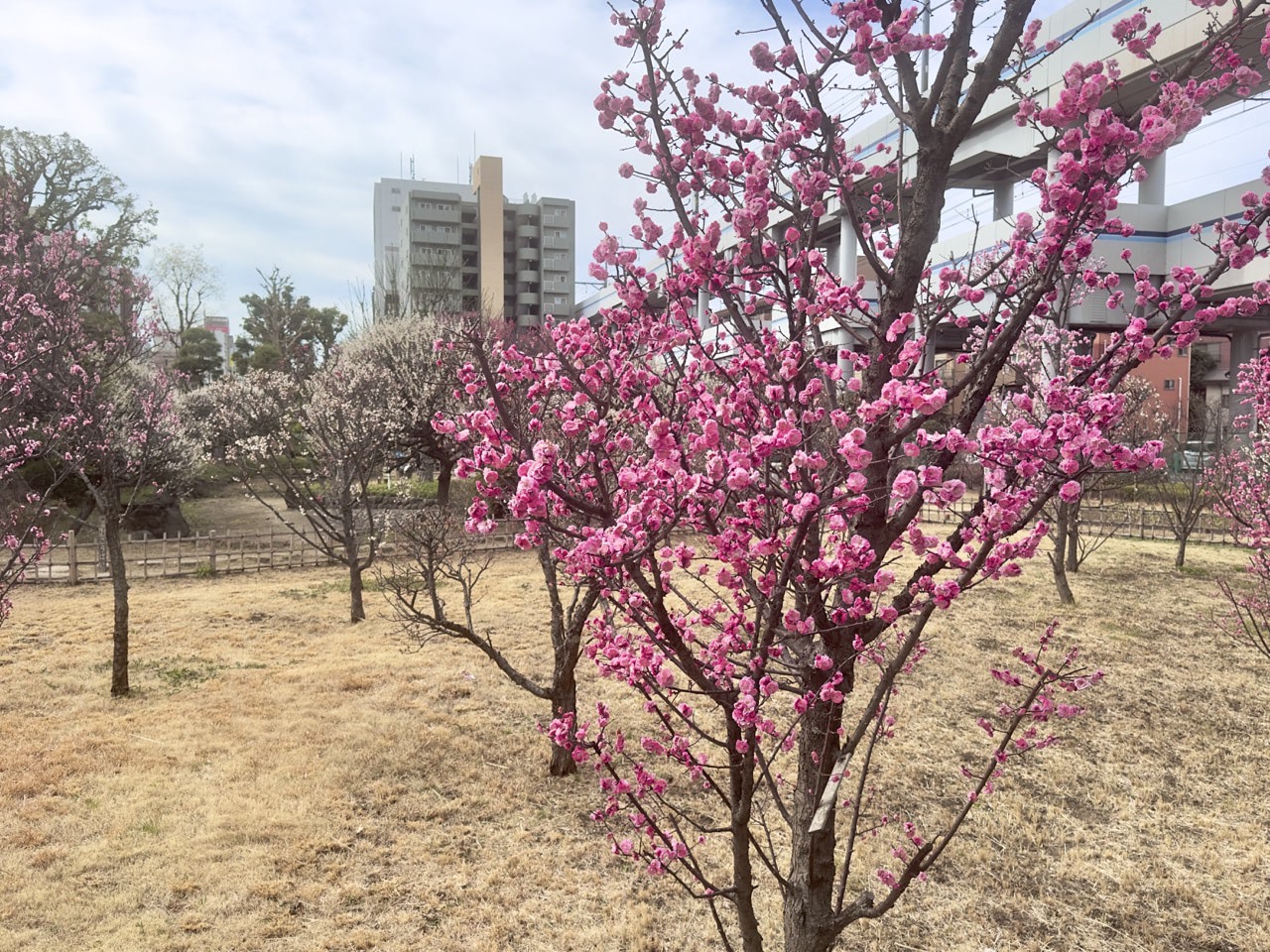 2023 03 01 10;43 梅屋敷 梅屋敷公園 梅