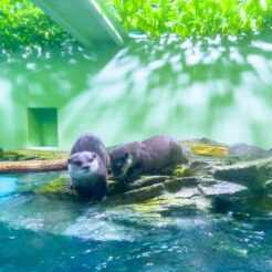 2023-03-29 16;04 大森海岸 しながわ水族館 コツメカワウソ<br>しながわ水族館と大井町