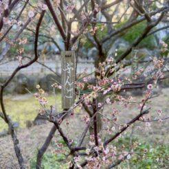 2023-03-03 16;20 梅屋敷 梅屋敷公園 梅 ぶんご<br>梅屋敷の公園