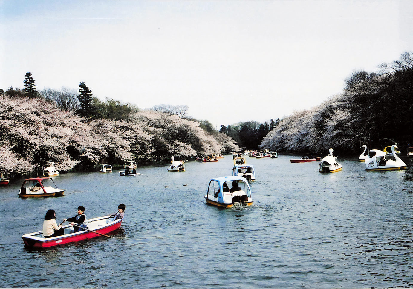 桜の咲く湖畔とボートに乗る子供たち