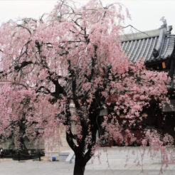 2012-11-03（？）円成院の枝垂れ桜<br>花小金井駅近くの円成院の寺に咲く枝垂れ桜