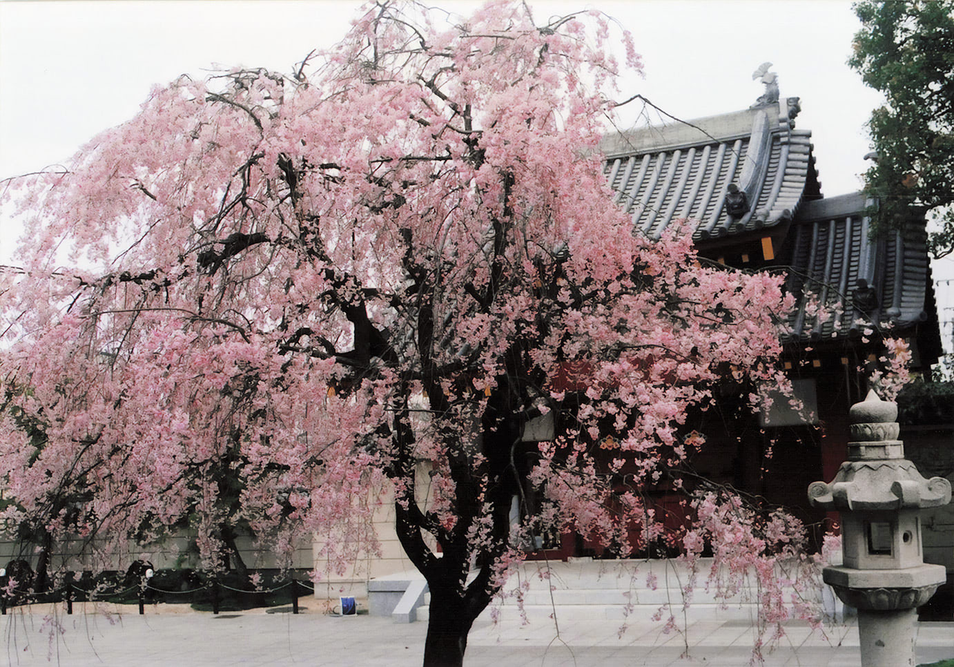 お寺に咲く枝垂れ桜