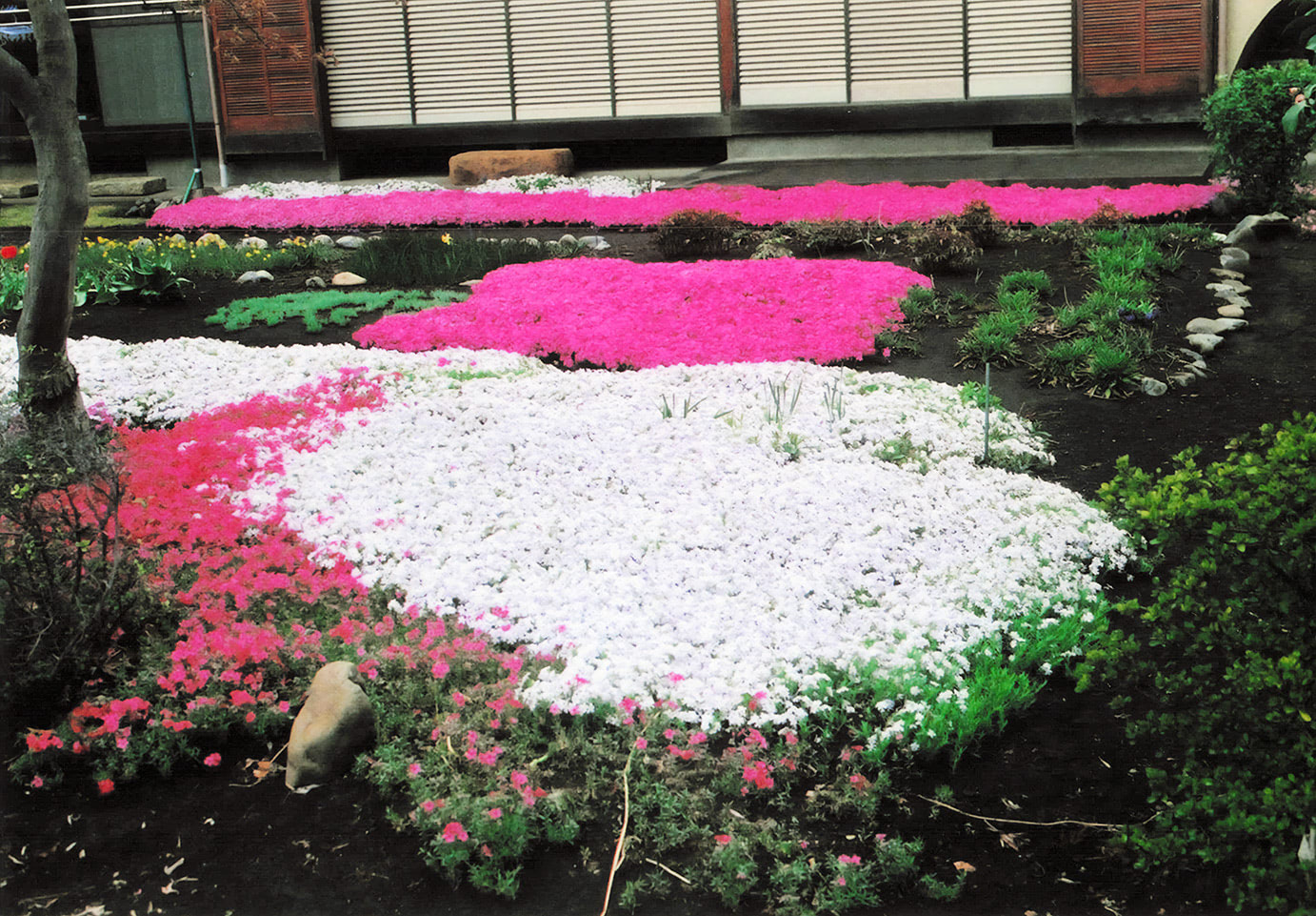 家の前に咲く芝桜