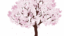 Sakuratree white