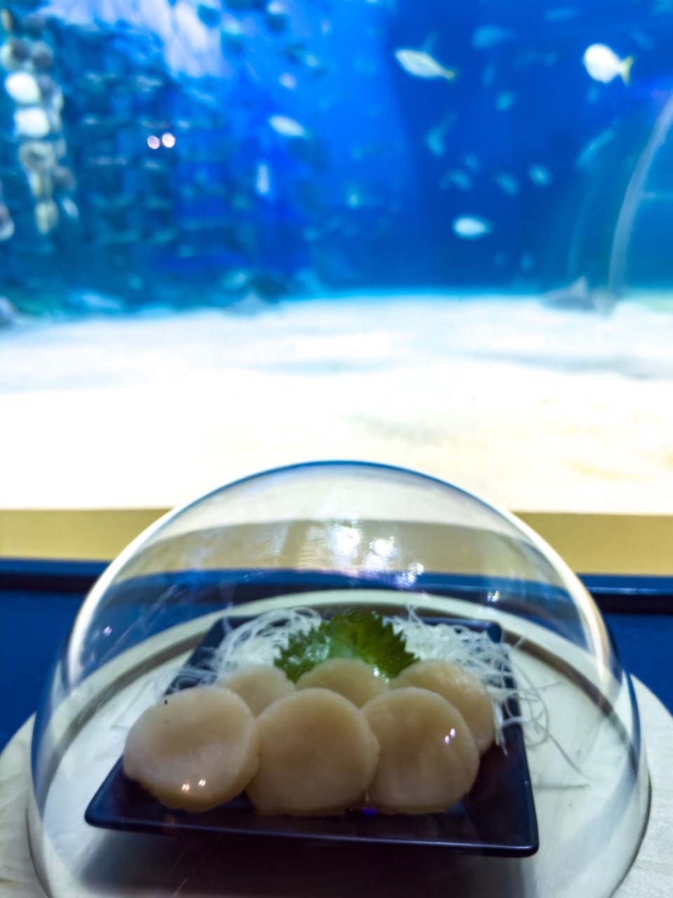 2024 01 07 13;53 浅虫温泉 浅虫水族館の水槽とホタテ