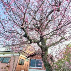 2024-02-24 16;34 花の家 咲き誇る杏の花<br>花の家で遺品整理と記録