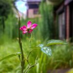 画像付きのInstagram投稿があります。キャプションは “Stray rose” です。