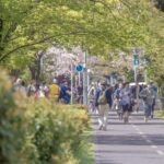 久々の花の家で今年植えた桜に葉がつき勿忘草・芝桜椿・ツツジ、円成院の桜