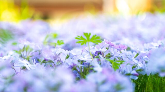 花の家では芝桜が庭を覆ってイペーの花やツツジが咲き始め、小さなテントウムシを見つけた