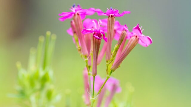 ムシトリナデシコ
